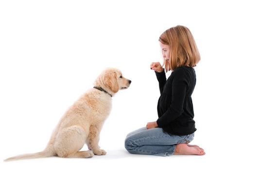 10 REASONS WHY YOU AND YOUR PUP NEED DOG TRAINING - Pet ID Tags