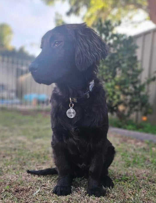 Dog tags for your pets are more than a fashion statement