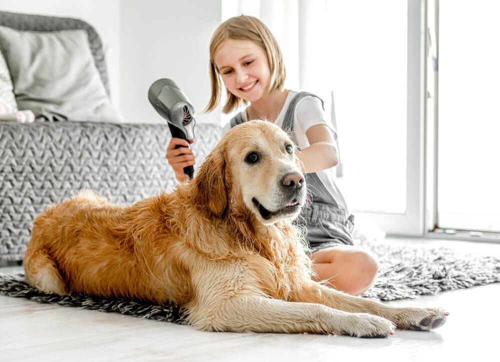 Illustration of Grooming Dogs At Home Guide