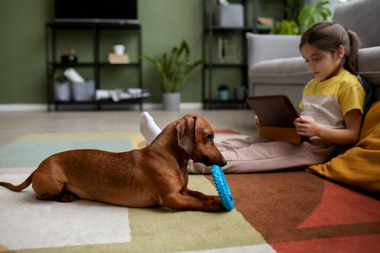 How to Quiet a Barking Dachshund Dog - Pet ID Tags