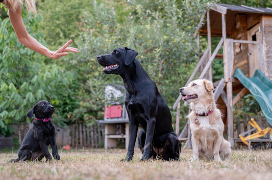 How to Train Your Dog to Ignore Other Dogs