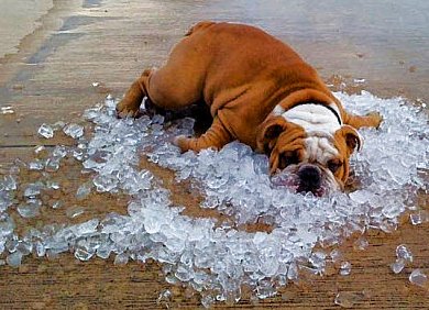 Essential Tips to Keep Your Dog Cool in Summer - Pet ID Tags