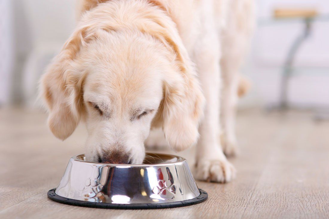 Healthy Home Made Dog Food Recipes - Main Image