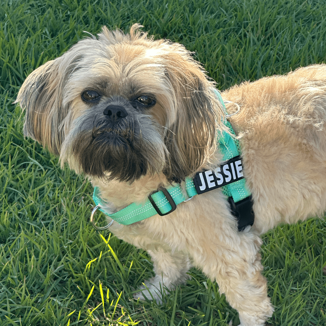 shih tzu wearing green dog harness