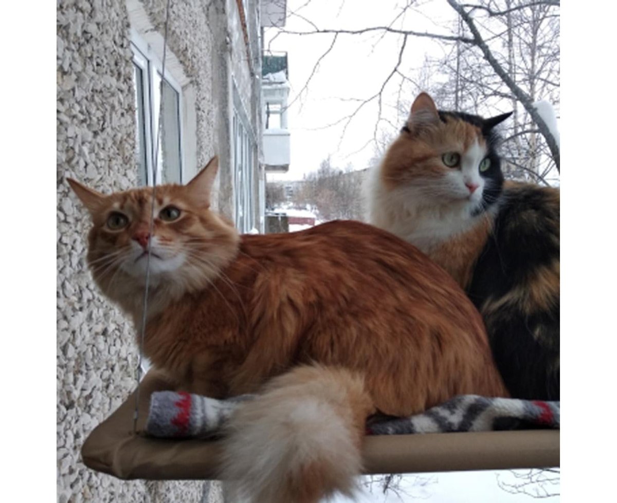 Cat Window Seat Window Lounger Cat Hammock Sunbathing Cat Bed Pet Bed for Pet Cat Small Dog Rabbit or Other Small Animals