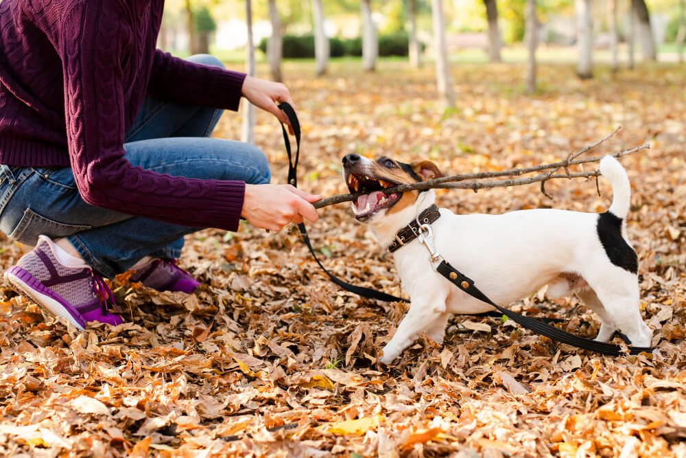 11 Easy Tricks to Teach Your Dog