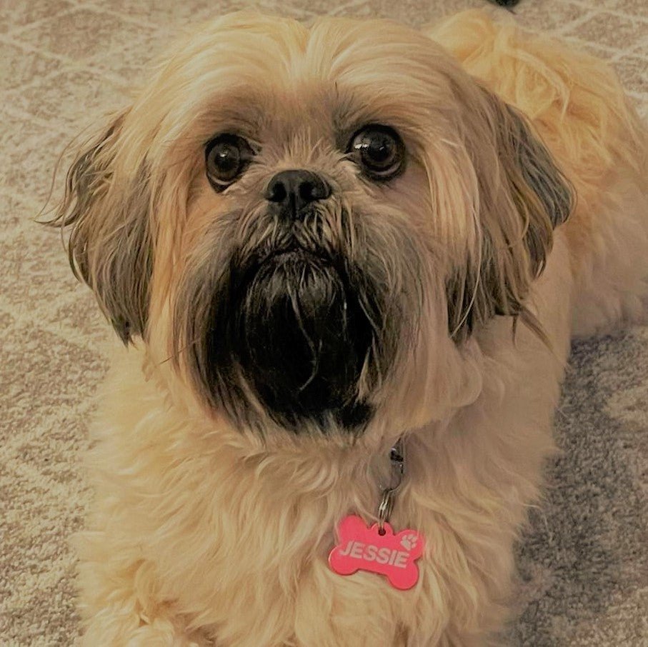 Shihtzu Dog wearing an Engraved Pink Dog Tag