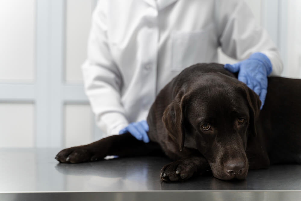 5 Of The Most Common Skin Problems In Dogs