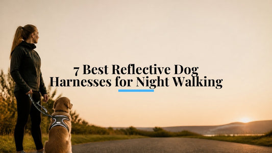 7 Best Reflective Dog Harnesses for Night Walking