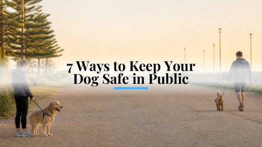 7 Ways to Keep Your Dog Safe in Public