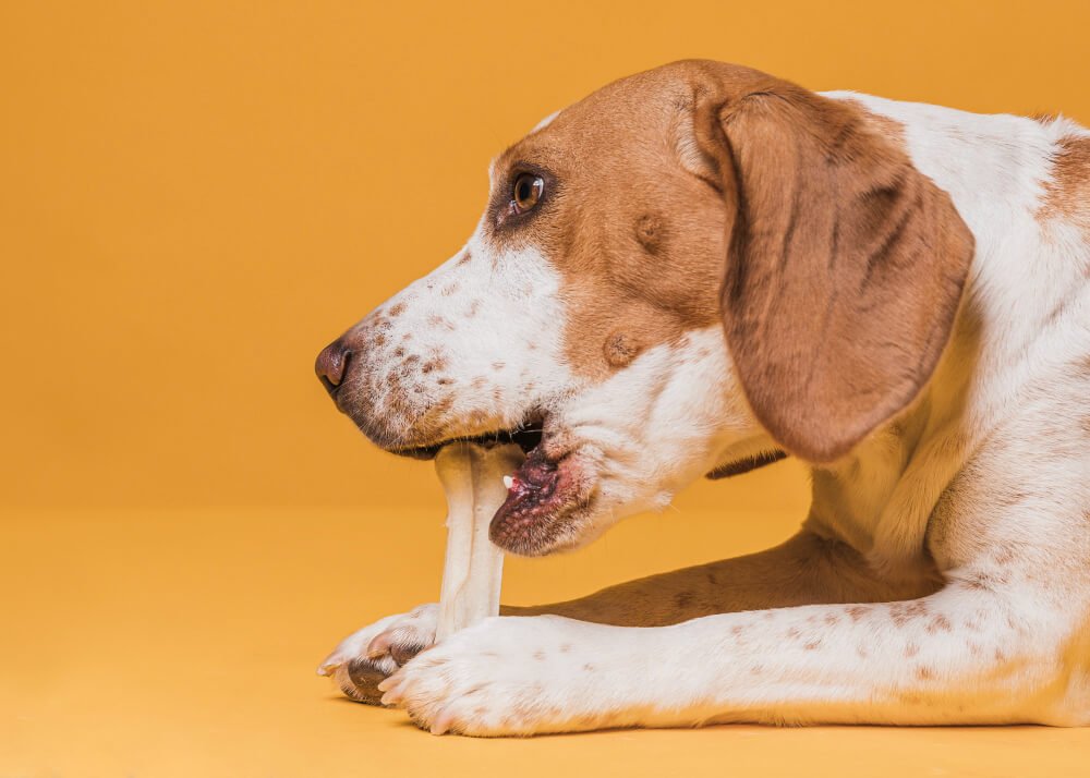 Can Dogs Eat Lamb Bones and What Are the Risks