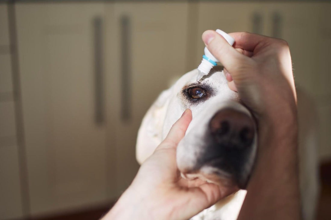 Common Dog Eye Problems You Should Be Aware Of