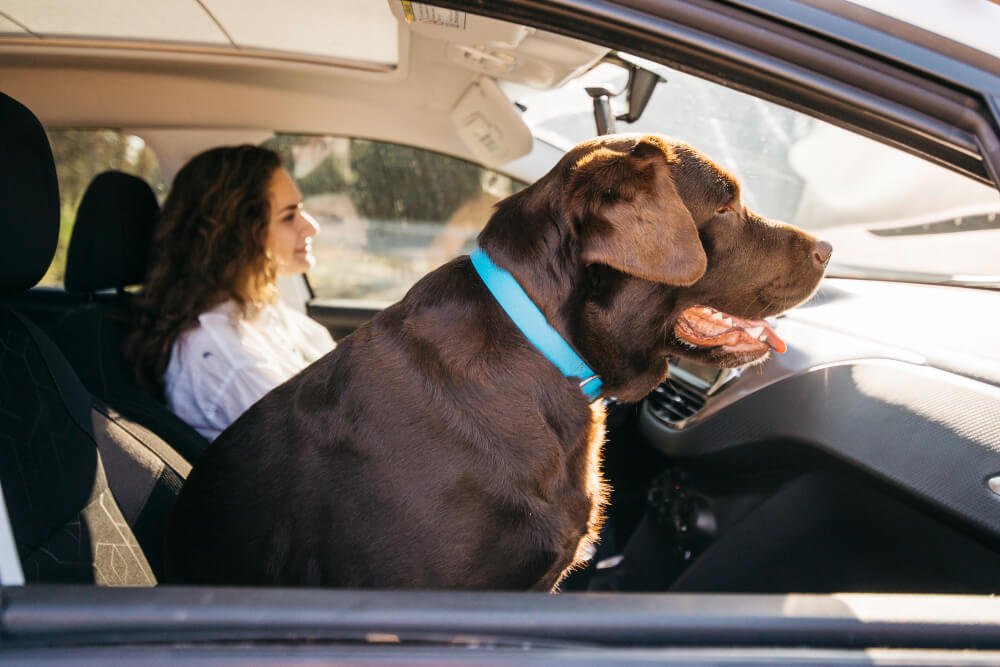 Driving with Dogs: Safety Tips and Best Cars