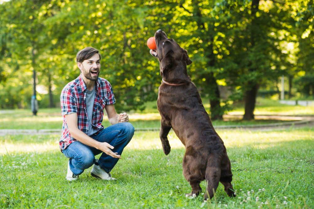 Fun Indoor Games To Play With Your Dog