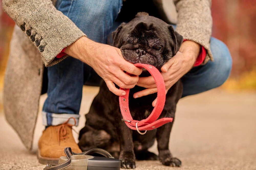 How Tight Should a Dog Collar Be More About Collar Sizes