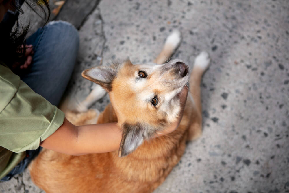 How To Find A Lost Dog Quick Tips To Reunite With Your Pet How To Find A Lost Dog Quick Tips To Reunite With Your Pet