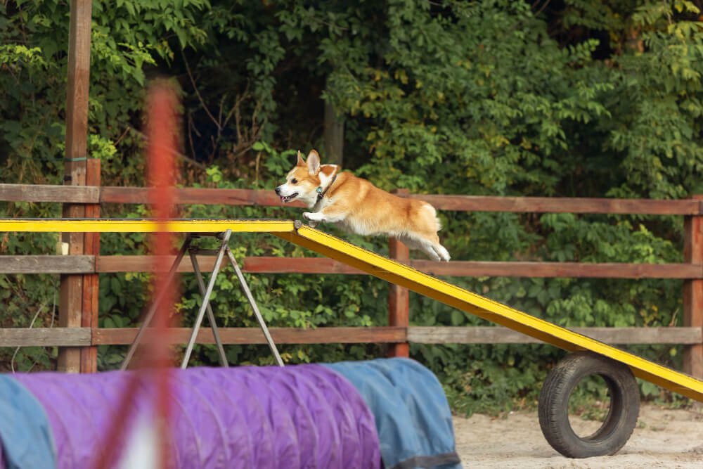 How To Make A DIY Dog Playground For Your Backyard