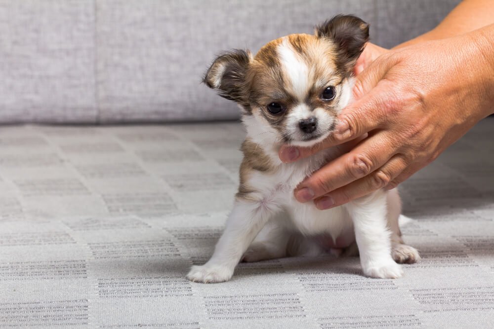 How To Stop Your Puppy From Biting and Nipping