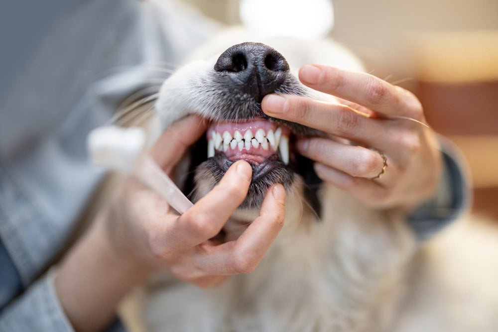Puppy Teething When Do Puppies Start Losing Their Teeth