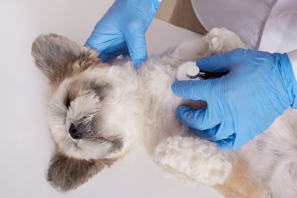Signs Your Dog Has a Tick and How to Treat It Effectively