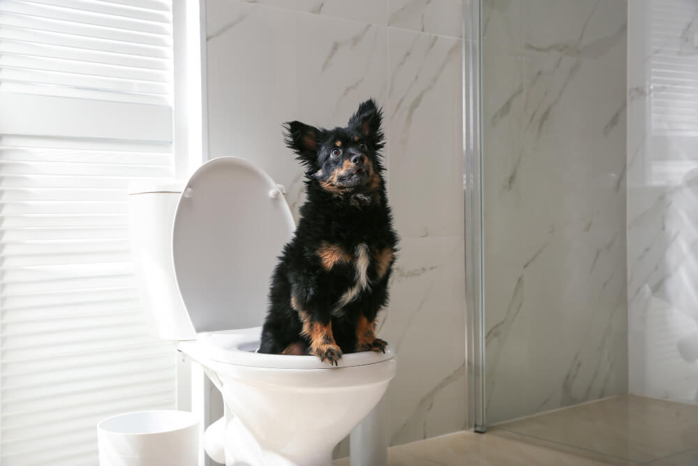 The Dos and Don'ts for Toilet Training Your Dog or Puppy