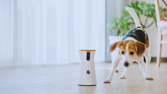 The Guilt-Free Guide to Leaving Your Puppy Home Alone While at Work - Pet ID Tags