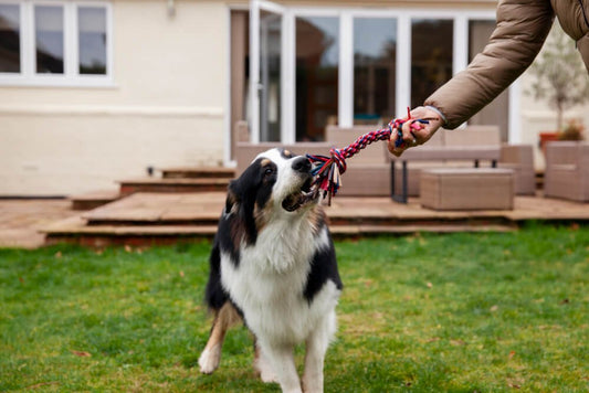 Tips to Help You Train Your Puppy