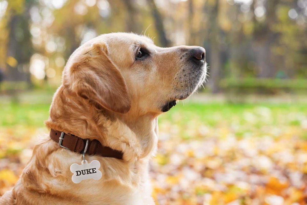 Why Pets Need ID Tags: Essential for Every Pet Owner