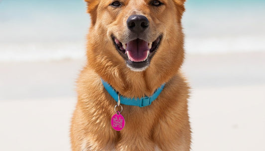 A 2026 Guide to Choosing Lightweight Aluminium Dog Tags