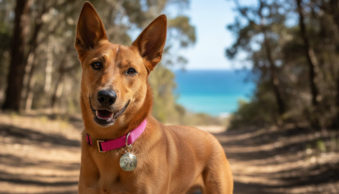 Heavy Duty Dog Tags Australia: The 2026 Roundup of Toughest Pet ID