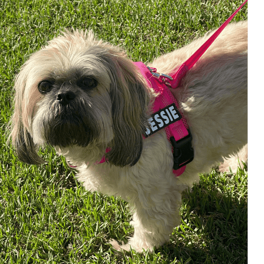 Benefits of Using a Personalised Dog Harness - Pet ID Tags