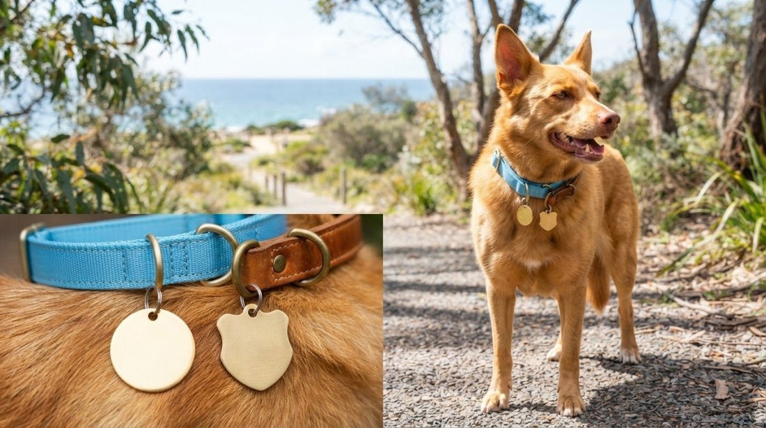 Best Dog Collar Material for Tags: Biothane vs Leather