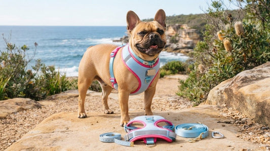 Best Walking Gear for French Bulldogs in Australia: Fit, Comfort and Safety