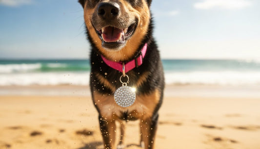 Bling Dog Tags Australia: The 2026 Guide to Stylish and Durable Pet ID