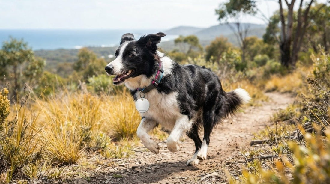 Border Collie Active Lifestyle Dog Tag: How to Choose the Right ID