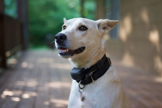 Craft Unique Tales with Your Pet's Personalized Tag