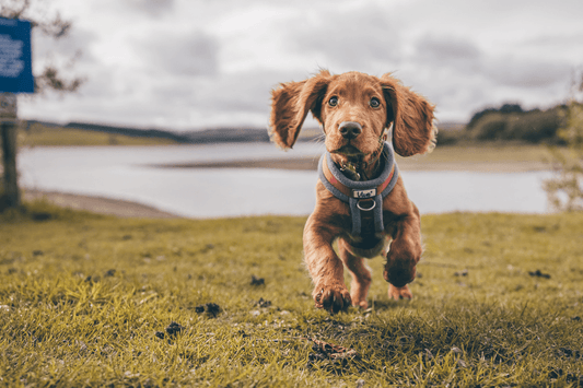 Brown dog wearing a harness and ID tag running through grass near a lake