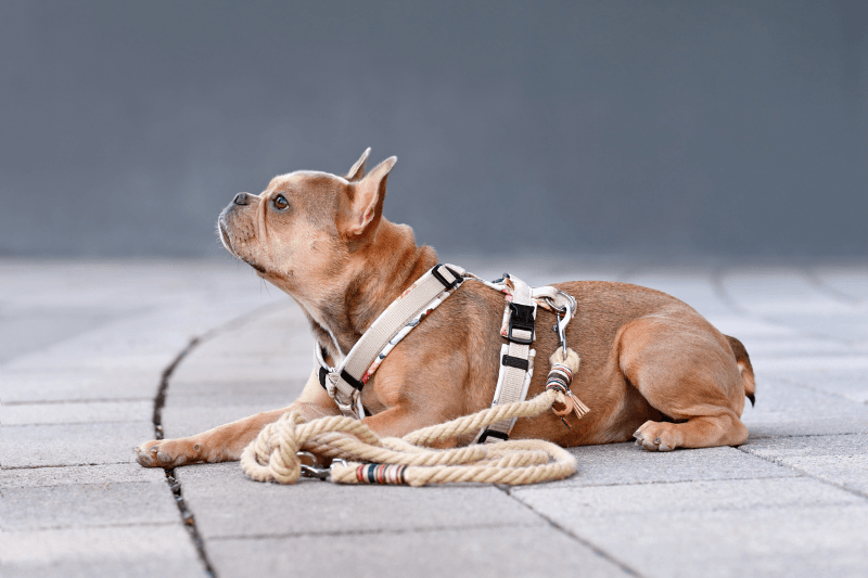 Small brown dog wearing a harness while lying beside a leash on a paved footpath
