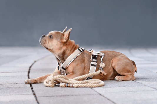 Small brown dog wearing a harness while lying beside a leash on a paved footpath