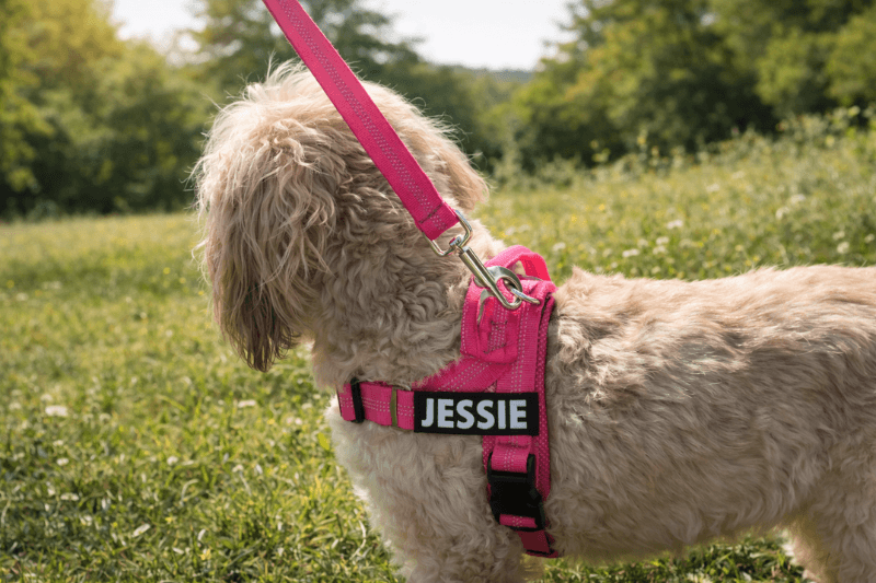 Dog Harnesses 101: Everything You Need to Know Before Buying - Pet ID Tags