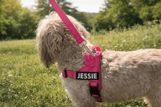 Dog Harnesses 101: Everything You Need to Know Before Buying - Pet ID Tags