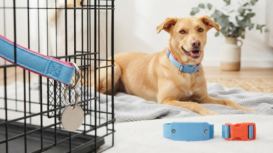 Dog Tag Caught in Wire Crate Hazard: Prevention and Safety Guide (2026)