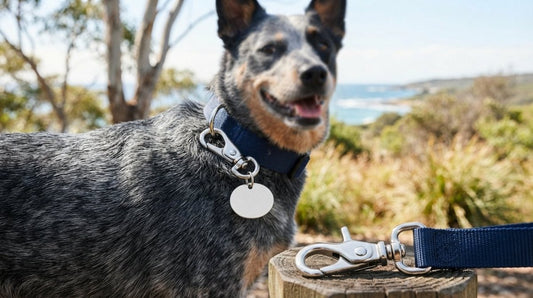 Dog Tag Quick Clips Australia: The 2026 Guide to Secure Pet ID Attachment