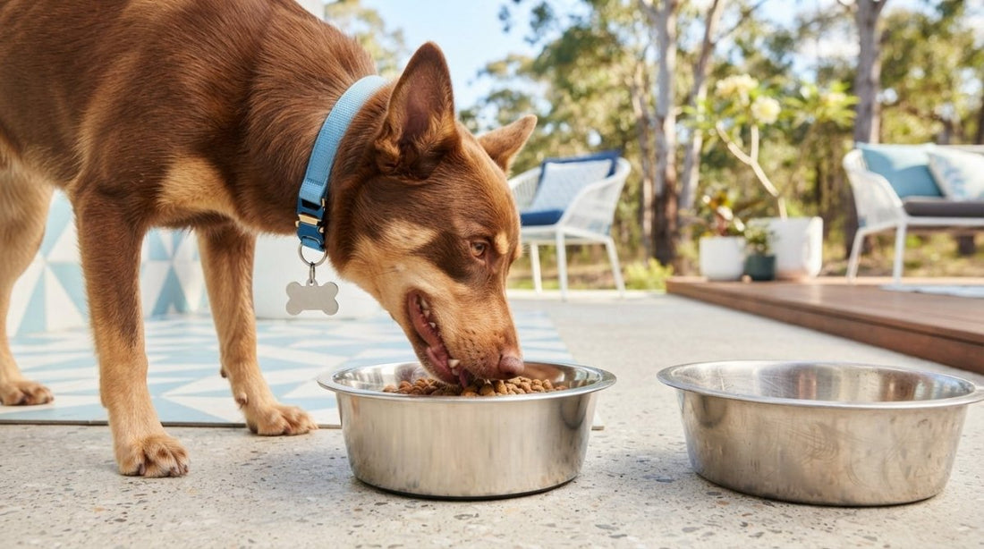 Dog Tag Scratching Stainless Steel Dog Bowl: Fixes for Peaceful Mealtimes