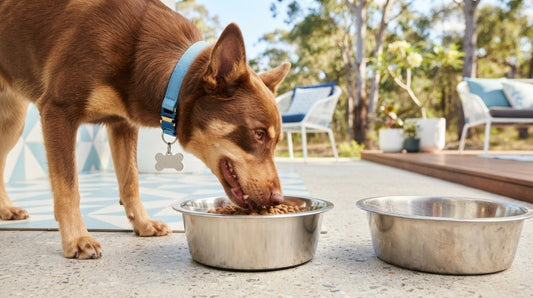 Dog Tag Scratching Stainless Steel Dog Bowl: Fixes for Peaceful Mealtimes