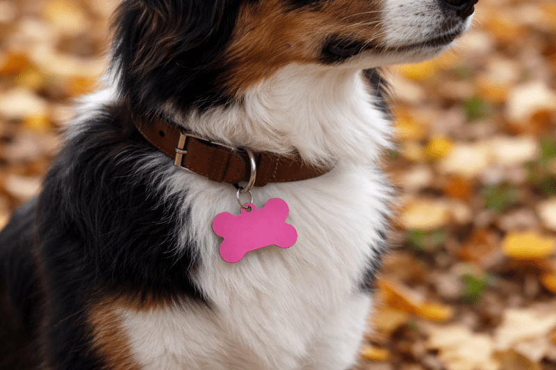 Close-up of dog wearing a brown collar with a pink bone-shaped name tag outdoors