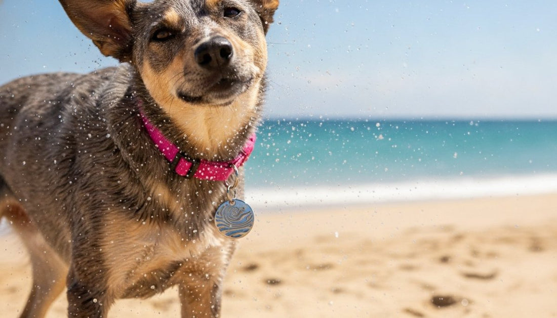 Durable dog tags Australia: 24 hour dispatch on custom orders