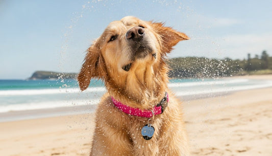 Durable Dog Tags Australia: The 2026 Guide to Long-Lasting Pet ID