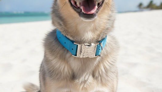 Engraved Dog Collar Buckles Australia: The Ultimate 2026 Guide to Jingle-Free Safety