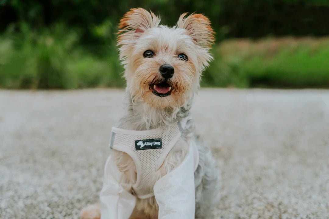 Find the Perfect Fit A Guide to Dog Harness Sizes